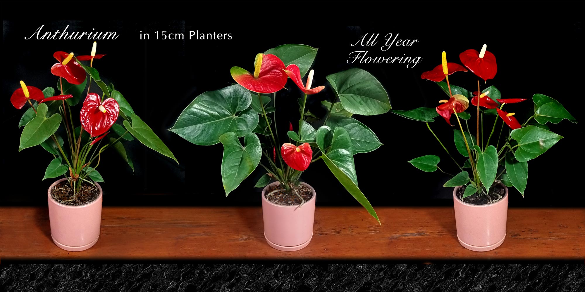 Red Anthurium in 15cm Pink Planters