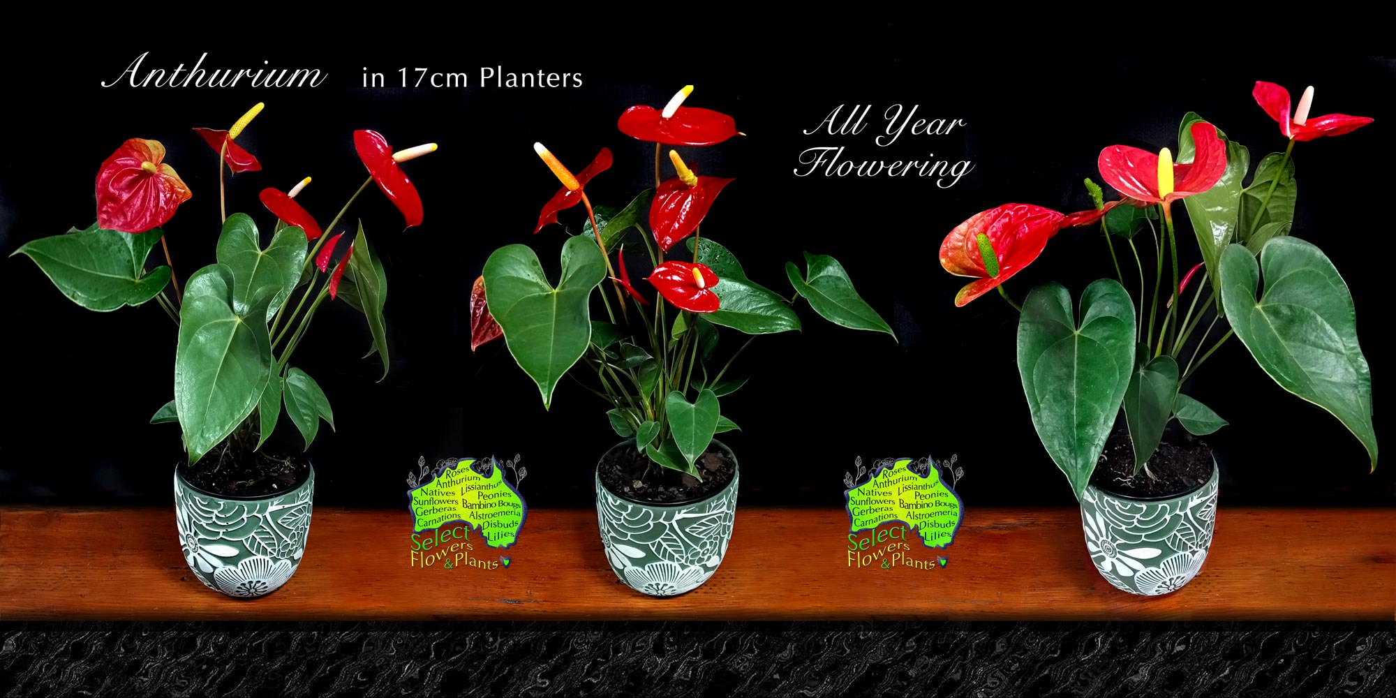 Red Anthurium in 17cm Elegant Planters