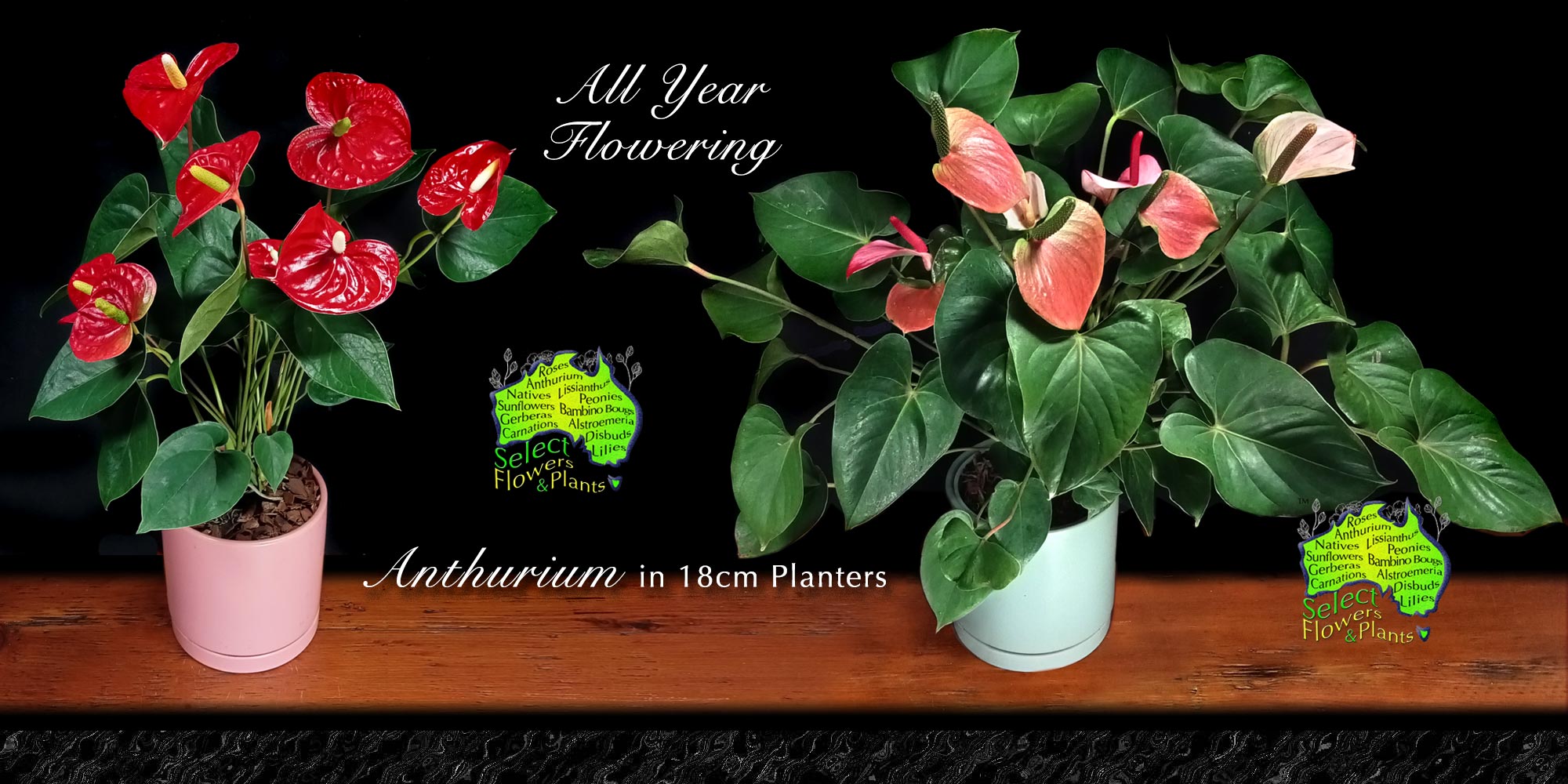 Red and Pink Anthuriums