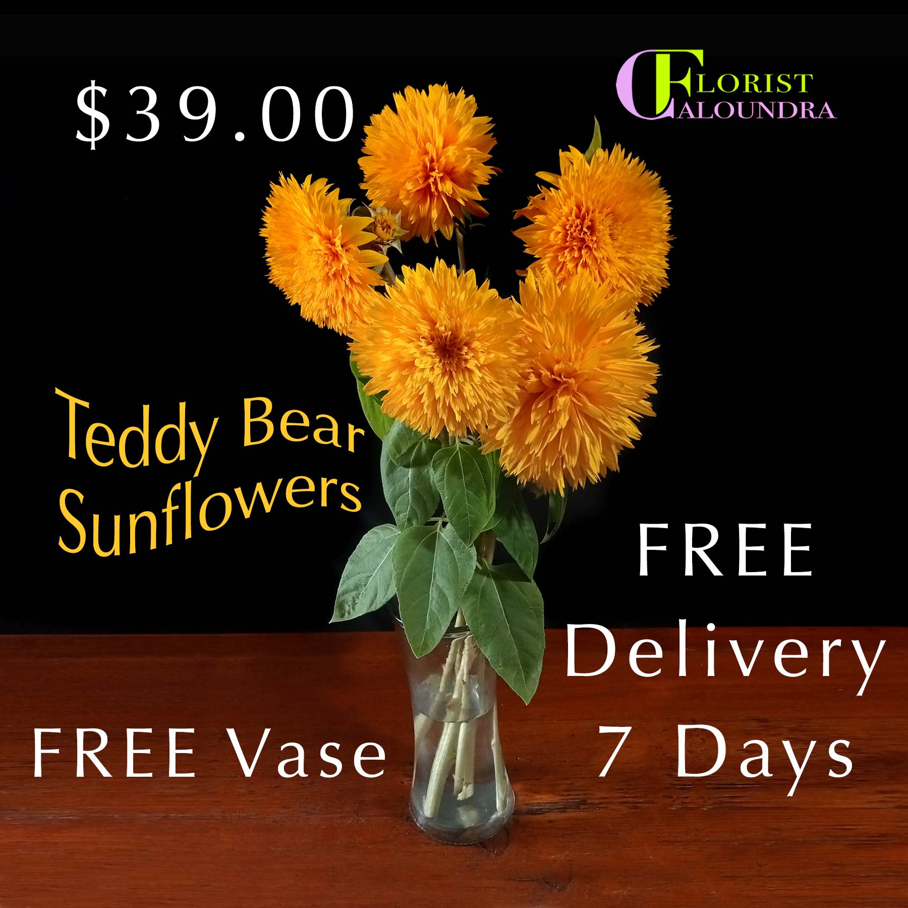 TEDDY BEAR SUNFLOWERS