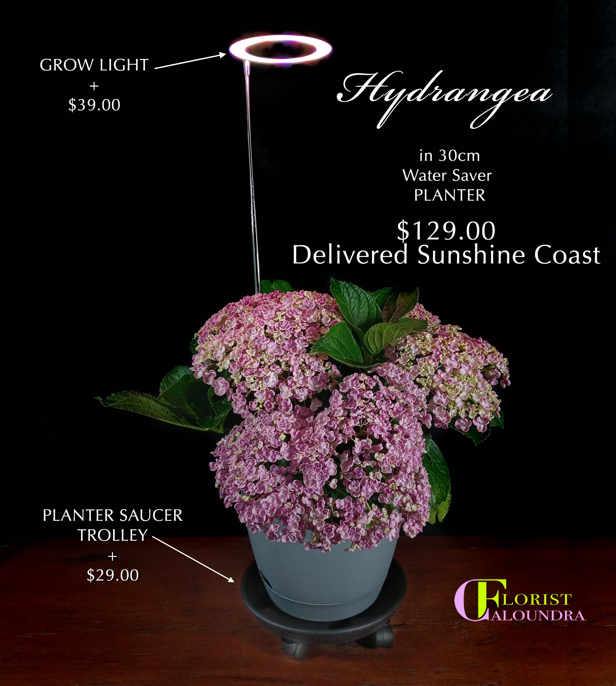 HYDRANGEA IN 30cm PLANTER