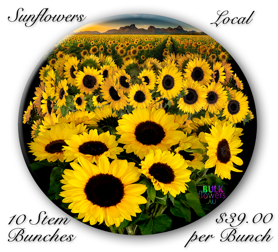 SUNFLOWERS