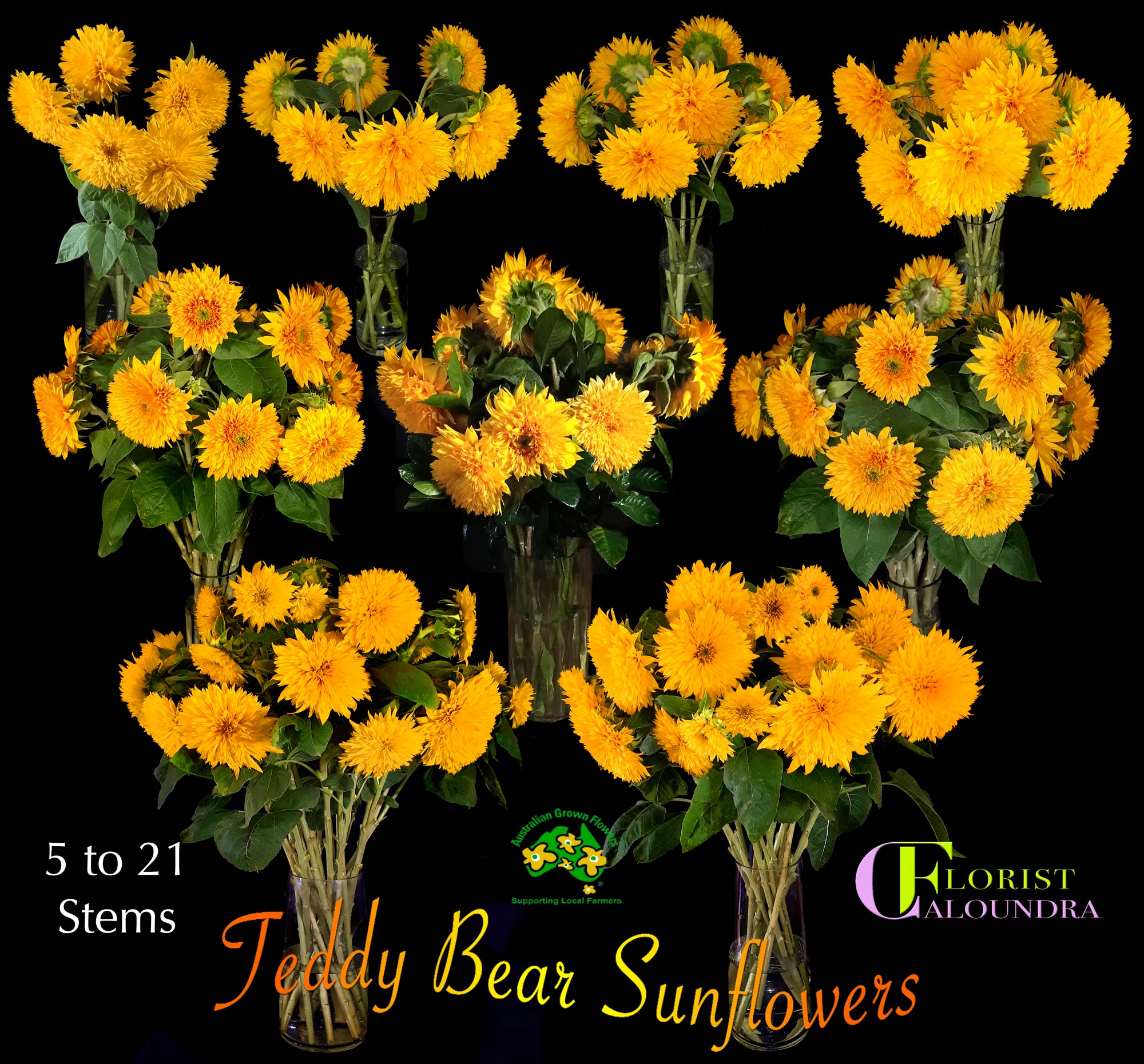 Teddy Bear Sunflowers